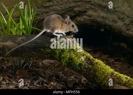 Giallo-MOUSE A COLLO ALTO Apodemus flavicollis Foto Stock