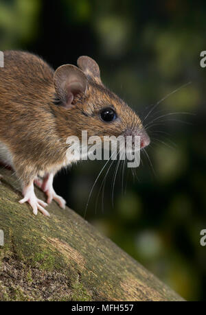 Giallo-MOUSE A COLLO ALTO Apodemus flavicollis Foto Stock