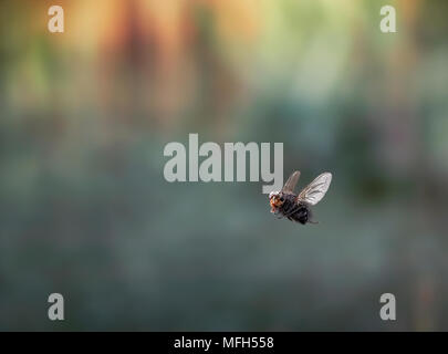 BLOW-FLY in volo Calliphora sp. Sussex, Regno Unito Foto Stock