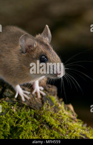 Giallo-MOUSE A COLLO ALTO Apodemus flavicollis Foto Stock