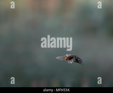 BLOW-FLY o bottiglia blu in volo Calliphora sp. Inghilterra Foto Stock