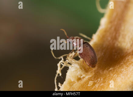 BISCUIT BEETLE Stegobium paniceum un comune prodotto immagazzinato specie - noto anche come il farmaco-store Beetle Foto Stock