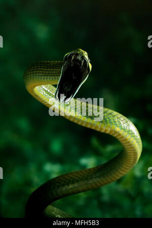 Gatto verde serpente colpisce Boiga cyanea un arboree specie della foresta pluviale Foto Stock