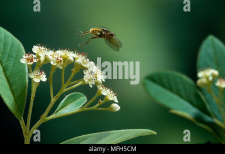 Giallo DUNGFLY Scathophaga stercoraria tenendo spento Foto Stock