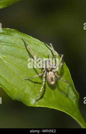 Ronzio SPIDER Anyphaena accentuata Inghilterra maschio produce un ronzio udibile facendo vibrare il suo addome contro la foglia per attrarre mate Foto Stock