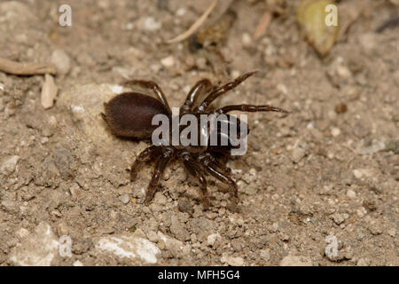 Borsa-WEB SPIDER Atypus affinis Inghilterra Foto Stock