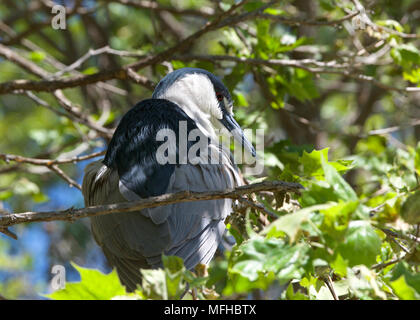 Nero notte incoronato heron su un ramo di albero preening piume. Gli uccelli hanno fino a 25.000 piume e regolari preening mantiene ognuna di quelle piume Foto Stock