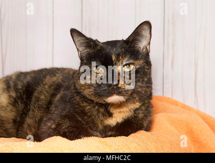 Adorabili tartaruga tortie tabby cat posa su un arancione coperta guardando direttamente al visualizzatore. Pannello in legno parete dello sfondo. Foto Stock