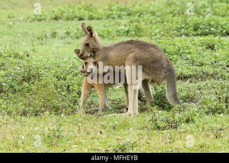 Un canguro holding è amico in una headlock. Foto Stock