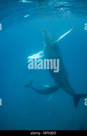 Le megattere, Megaptera novaeangliae, un vitello si avvicina alla sua madre, eventualmente sperando di infermiere; essi sono accompagnati da leatherbacks o doublespotted Foto Stock