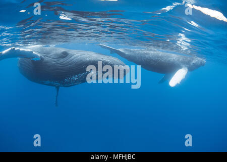 Le megattere, Megaptera novaeangliae, madre e vitello; madre è accompagnata da leatherbacks o doublespotted queenfish, Scomberoides lysan, che Foto Stock