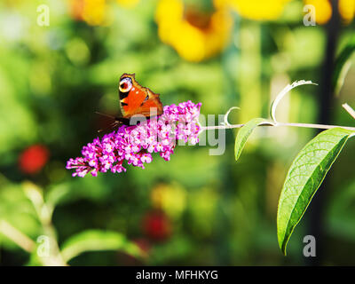 Farfalla pavone (Aglais io) in Estate lilla e sfondo con fiori Foto Stock