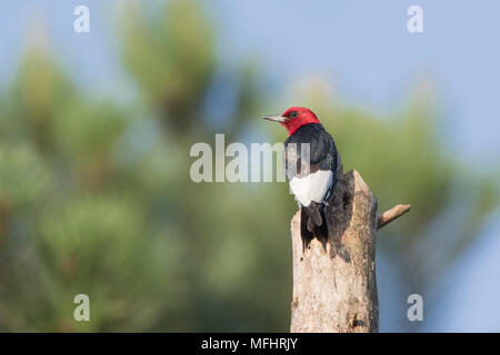 Un red-headed woodpecker arroccato su un pino intoppo. Foto Stock