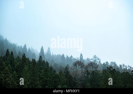 Strati di nebbia di una foresta giapponese Foto Stock