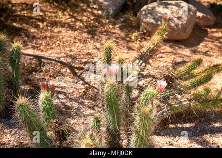 Fioritura Golden Riccio cactus nel deserto di Sonora in Arizona Foto Stock