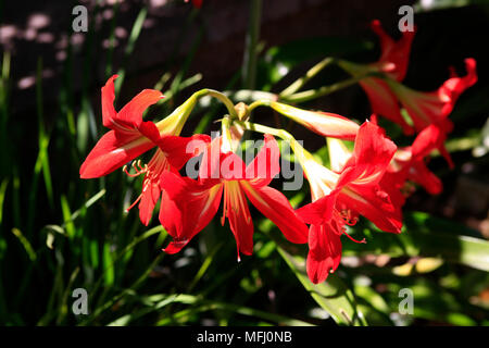 Inverno rosso Iris, una pianta trovata in moderato emisfero settentrionale delle zone, dall'Europa in Asia e in America del Nord Foto Stock