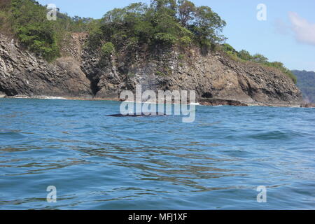 Balene, Tortuga, Costa Rica Foto Stock