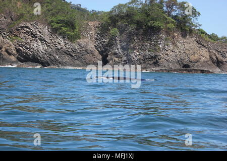 Balene, Tortuga, Costa Rica Foto Stock