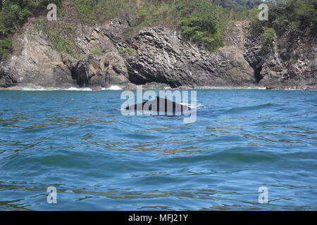 Balene, Tortuga, Costa Rica Foto Stock