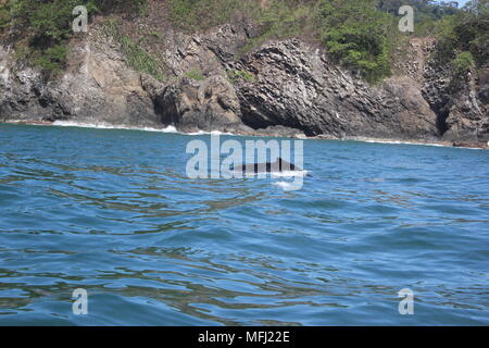 Balene, Tortuga, Costa Rica Foto Stock