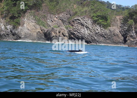 Balene, Tortuga, Costa Rica Foto Stock