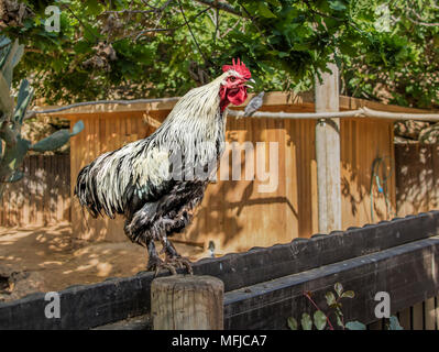 Un bianco e nero il gallo, in piedi su una recinzione di legno Foto Stock