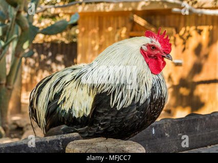 Un bianco e nero rooster seduto su di una recinzione di legno Foto Stock