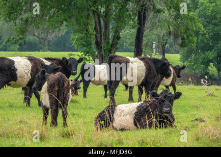 Belted Galloway mandria in lussureggianti e verdi pascoli. "Belties sono una razza celtica di shaggy rivestito di bestiame. Il nastro bianco è dominante caratteristica genetica Foto Stock