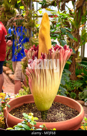 Rare fioriture fiore cadavere noto anche come titan arum al Tucson giardini botanici in Arizona Foto Stock