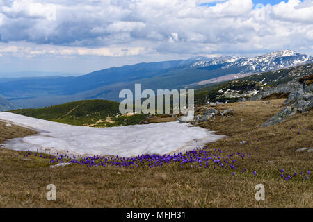 Fioritura viola crocus fiori selvatici in montagna con resti di neve dietro di loro, Rila national park, Bulgaria Foto Stock