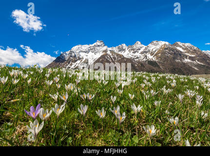 Close-up di crocus in fiore, Alpe Braccia, Malenco Valley, provincia di Sondrio e della Valtellina, Lombardia, Italia, Europa Foto Stock