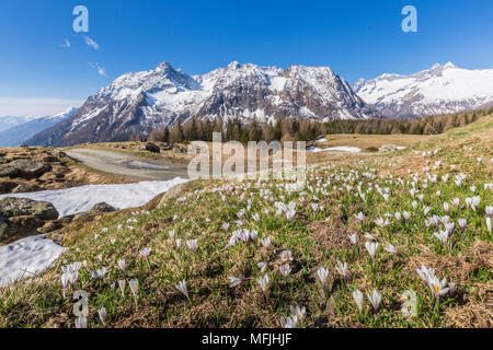 Crocus in fiore, Entova Alp, Malenco Valley, provincia di Sondrio e della Valtellina, Lombardia, Italia, Europa Foto Stock