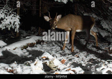 Un piccolo White-Tailed Deer buck sostando in una foresta invernale. Foto Stock