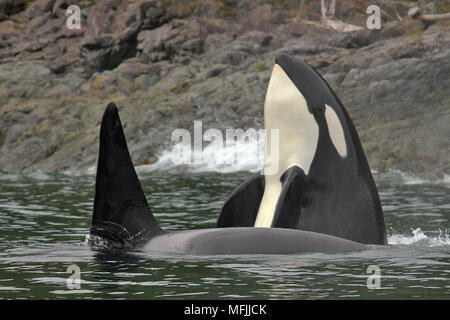 Una coppia di transitorio Orche (Orcinus orca) affiorante vicino a Vancouver Island sulla costa ovest della British Columbia, Canada. Foto Stock