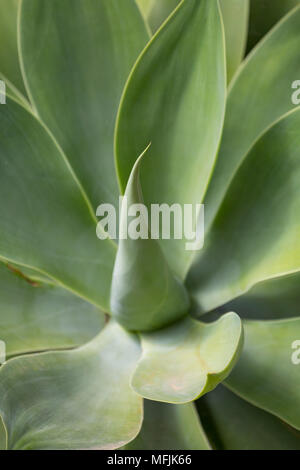 Particolare di una pianta di Agave sull'isola vulcanica di Fuerteventura, Isole Canarie, Spagna, Atlantico, Europa Foto Stock