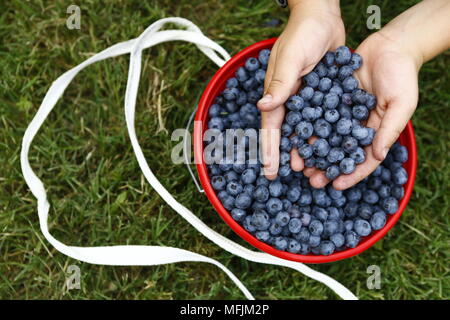 Mirtilli freschi in una fattoria in Rogers, Arkansas. Foto Stock