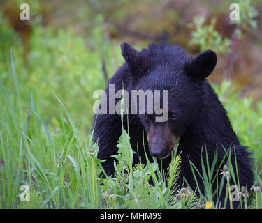 Un adorabile Black Bear Cub gode di una colazione di tarassaco in una piovosa mattinata fredda nelle Montagne Rocciose Canadesi vicino a Banff, Alberta Foto Stock