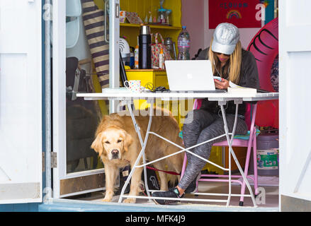 Bournemouth Dorset, Regno Unito. Il 26 aprile 2018. Regno Unito: meteo soleggiato e ventilato a Bournemouth. Donna al lavoro su laptop all'interno colorato beach hut ad Alum Chine con il Golden Retriever cane per la società. Credito: Carolyn Jenkins/Alamy Live News Foto Stock