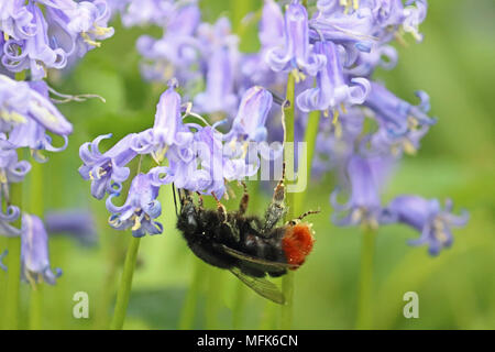 Winkworth, Surrey, Inghilterra, Regno Unito. Il 26 aprile 2018. Un Bumble Bee appeso a testa in giù mentre alimentando il nettare di un bluebell a Winkworth arboretum Credito: Julia Gavin/Alamy Live News Foto Stock