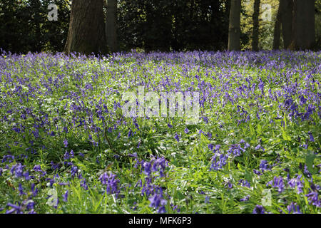 Winkworth, Surrey, Inghilterra, Regno Unito. Il 26 aprile 2018. Un sorprendente display delle Bluebells a Winkworth arboreto, Surrey. Foto Stock