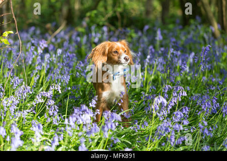 Kent, Regno Unito. Il 26 aprile, 2018. Meteo REGNO UNITO: Cute un anno vecchio Cockapoo Pip pone nel Kent bluebells nel sole del pomeriggio a Trosley Country Park vicino a Gravesend nel Kent. Il Meteo previsioni è a sua volta più freddo e wetter nei prossimi giorni. Credito: Rob Powell/Alamy Live News Foto Stock