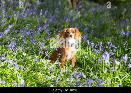 Kent, Regno Unito. Il 26 aprile, 2018. Meteo REGNO UNITO: Cute un anno vecchio Cockapoo Pip pone nel Kent bluebells nel sole del pomeriggio a Trosley Country Park vicino a Gravesend nel Kent. Il Meteo previsioni è a sua volta più freddo e wetter nei prossimi giorni. Credito: Rob Powell/Alamy Live News Foto Stock