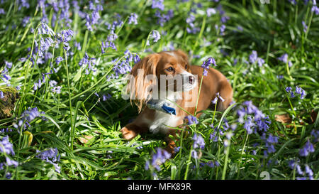 Kent, Regno Unito. Il 26 aprile, 2018. Meteo REGNO UNITO: Cute un anno vecchio Cockapoo Pip pone nel Kent bluebells nel sole del pomeriggio a Trosley Country Park vicino a Gravesend nel Kent. Il Meteo previsioni è a sua volta più freddo e wetter nei prossimi giorni. Credito: Rob Powell/Alamy Live News Foto Stock