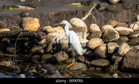 Snowy garzetta, egretta thuja, in allevamento piumaggio mostra il suo colore giallo dorato piedi (golden pantofole ) mentre in piedi sulle rocce Colorado USA Foto Stock