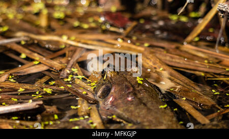 American Bull Rana Lithobates catesbeianus, visualizzazione Perfetto mimetismo coperto di erbaccia anatra in floating cattails anche una paura torna Colorado USA Foto Stock