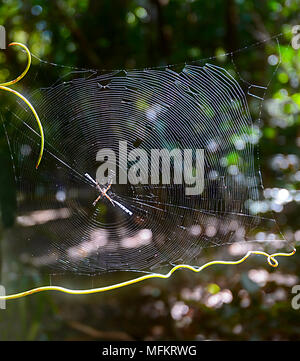 Spiderweb retroilluminato di Sant'Andrea (Ragno Argiope sp.), Cape Tribulation, Parco Nazionale Daintree, estremo Nord Queensland, FNQ, QLD, Australia Foto Stock