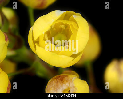 Oregon uva (Mahonia aquifolium) fiore close-up, mostrante lo stigma e stami Foto Stock
