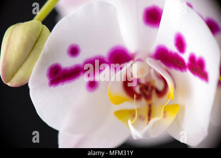 Macro dettaglio di orchidea bianca con punti rosa isolate su sfondo nero Foto Stock