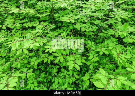 Euonymus alatus Compactus "", fresche nuove foglie in primavera Foto Stock