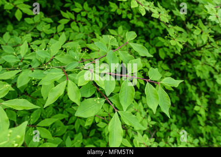 Euonymus alatus Compactus "", fresche nuove foglie in primavera Foto Stock